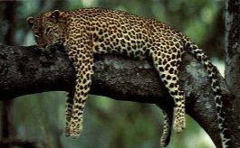 Leopard resting on a tree - by Climbing Mount Kenya Expeditions 