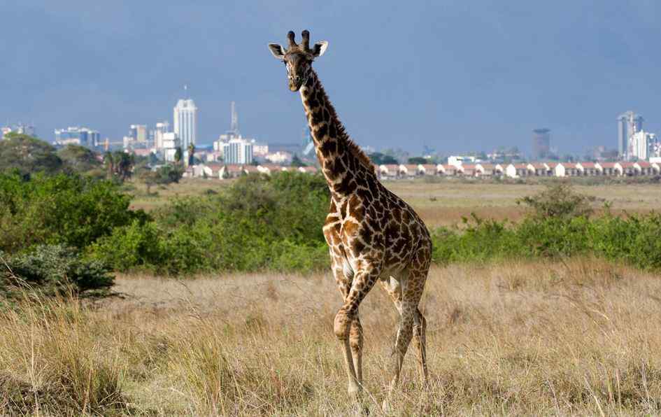 Nairobi city excursions with Giraffe during Nairobi National Park tour